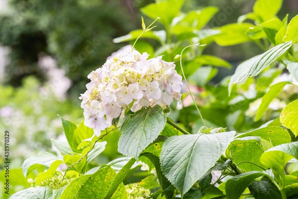 Obraz 藤森神社 紫陽花祭