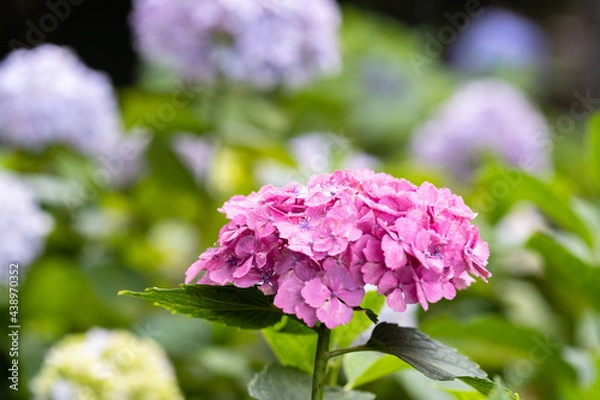 Obraz 藤森神社 紫陽花祭