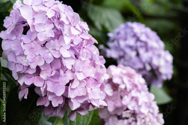 Obraz 藤森神社 紫陽花祭