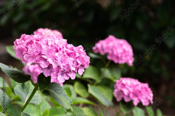 Obraz 藤森神社 紫陽花祭