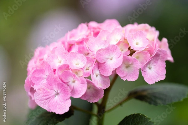 Obraz 藤森神社 紫陽花祭