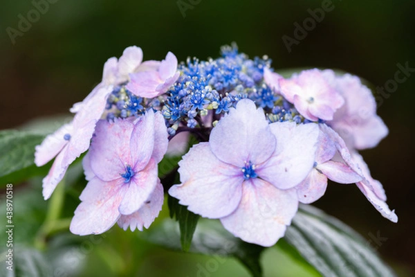 Obraz 藤森神社 紫陽花祭