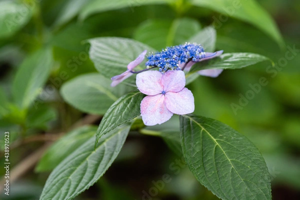 Obraz 藤森神社 紫陽花祭