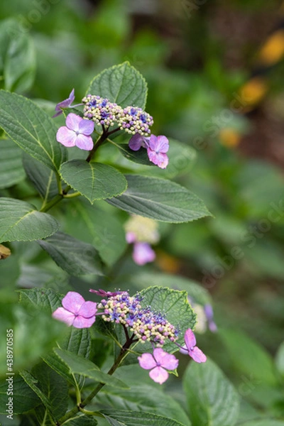 Obraz 藤森神社 紫陽花祭