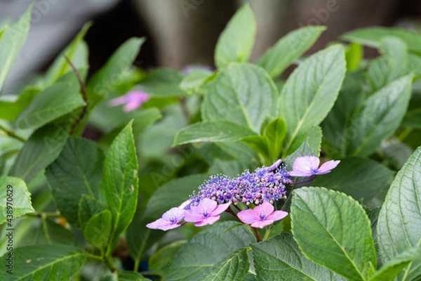 Obraz 藤森神社 紫陽花祭