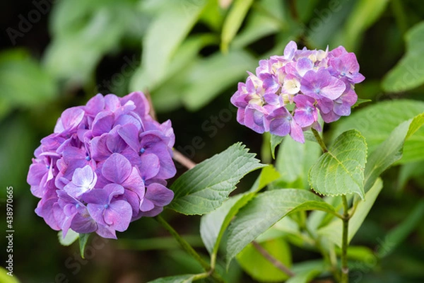 Obraz 藤森神社 紫陽花祭