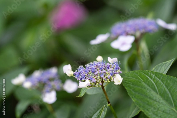 Obraz 藤森神社 紫陽花祭