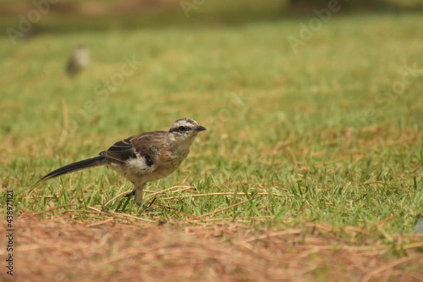 Fototapeta Bird walking in the forest with vibrant green grass on a sunny day
