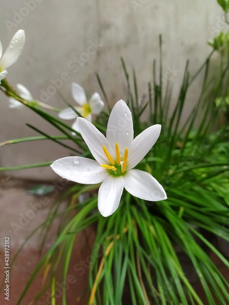 Obraz white rain Lily flower