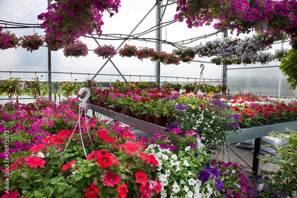 Obraz flowers in the garden