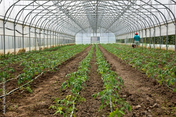 Obraz Greenhouse
