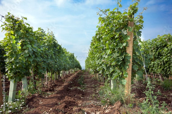 Obraz Vineyard