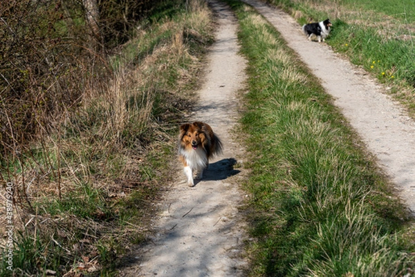 Fototapeta rusty sheltie running on a dirt road