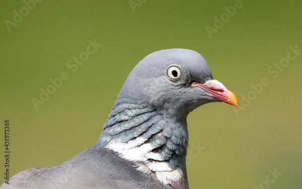 Obraz Wood Pigeon	
