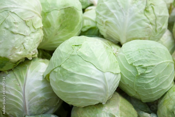 Obraz head of cabbage