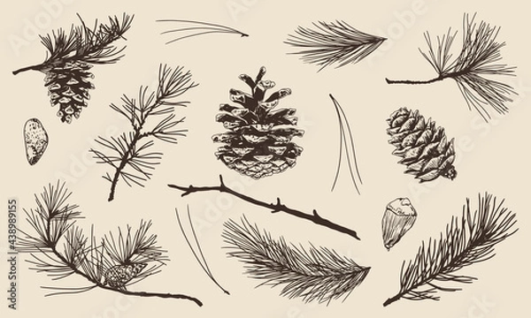 Obraz Hand drawn set of pine, spruce, fir tree needles, branches and cones. Vector Illustrations.