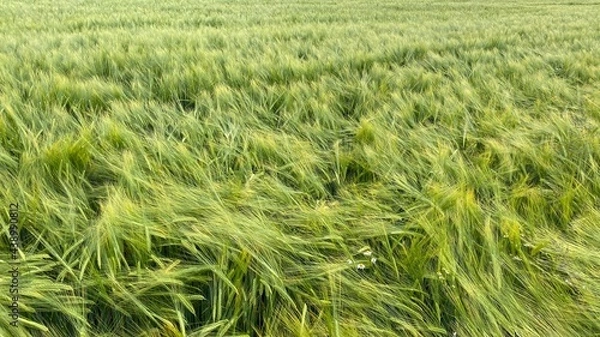 Obraz Green cornfield with spikes