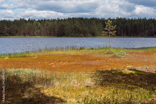Fototapeta Colorful bog (swamp) at lake shore in Vybord District on the border Russia and Finland. The bog formed with multi-meter layer of sphagnum moss.