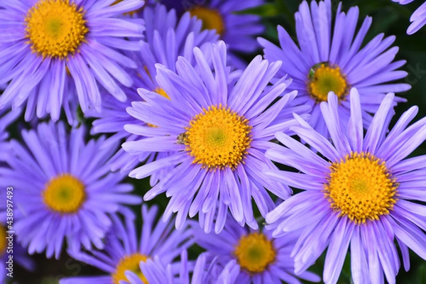 Obraz daisies in a garden