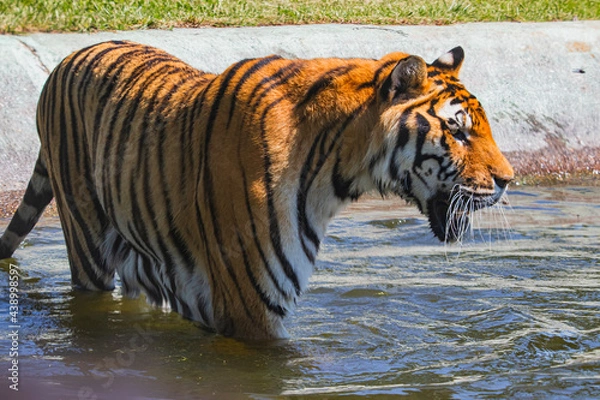 Obraz tiger in water