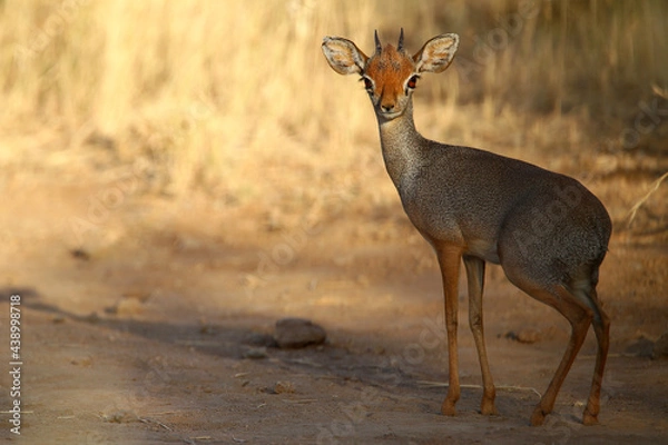 Obraz Dik dik de swayne (madoqua swaynei)