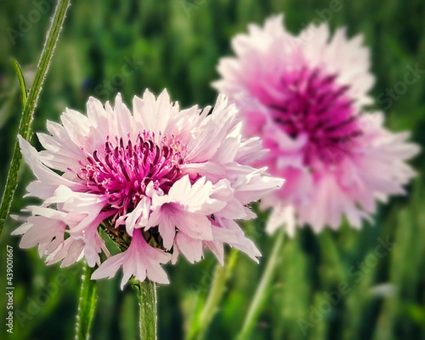 Fototapeta Kornblume