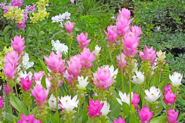 Obraz curcuma flower