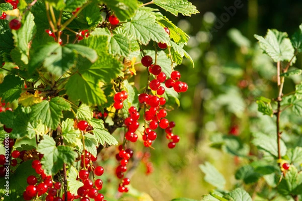 Fototapeta branch of ripe red currant in a garden on green background