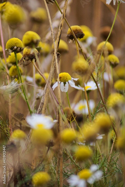 Obraz Pharmaceutical chamomile