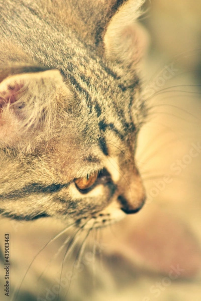 Fototapeta tabby kitten