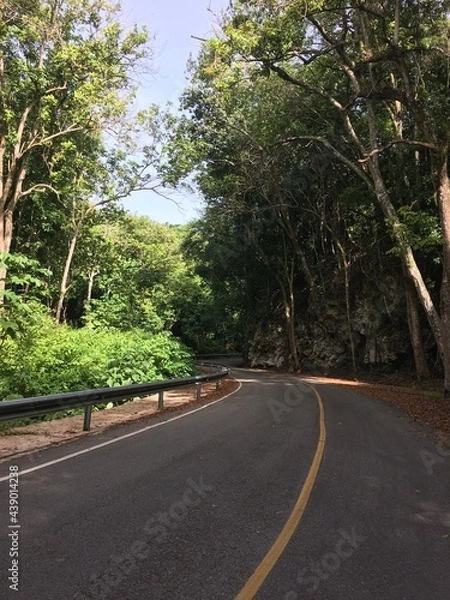 Obraz road in the forest