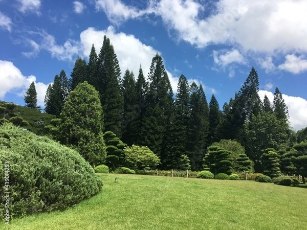 Obraz landscape with trees