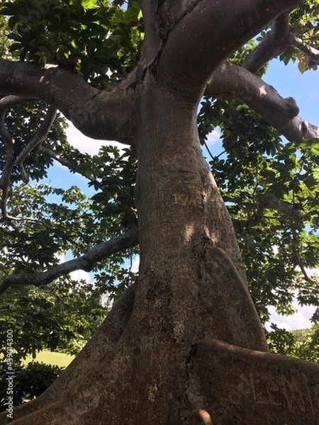 Obraz tree in the park