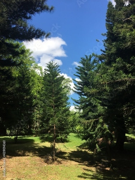 Obraz path in the forest
