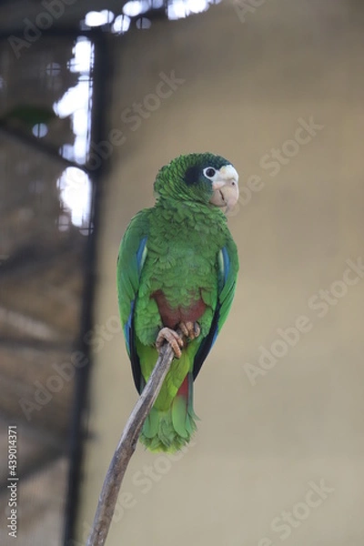 Obraz parrot on a branch