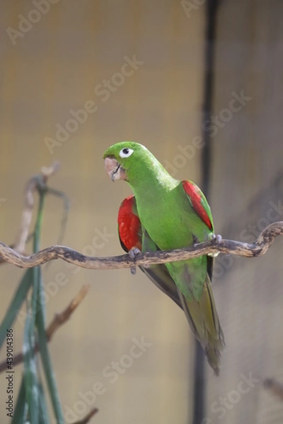 Obraz green winged macaw