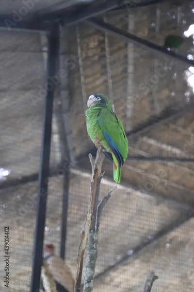 Obraz bird on a swing