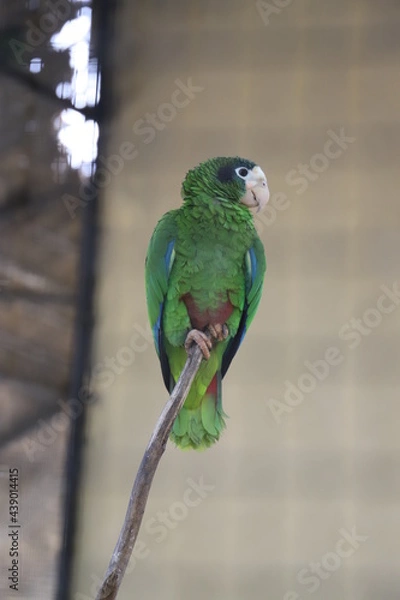 Obraz green winged macaw