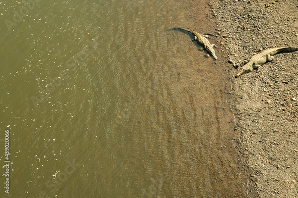Fototapeta Two Crocodiles As Seen from the Bridge