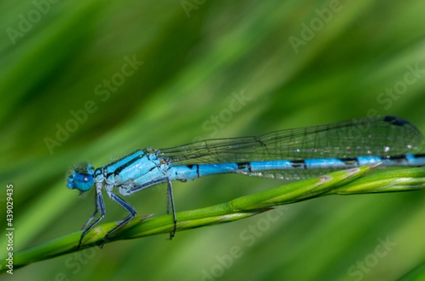 Fototapeta Azure damselfly (Coenagrion puella) resting on a green grass branch