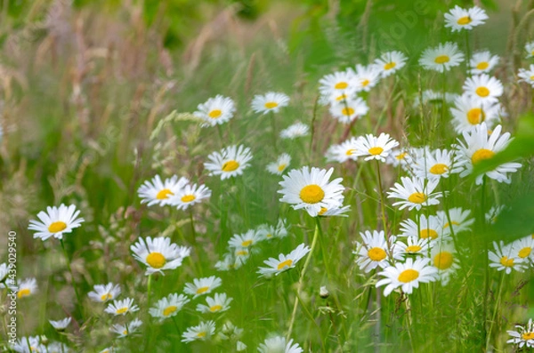 Fototapeta ex-eye daisies (Leucanthemum vulgare) in meadow grass field