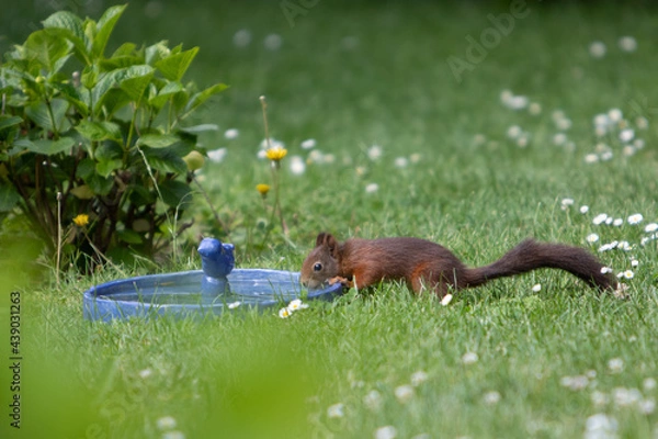 Obraz brown squirrel drinking water from a bird bath