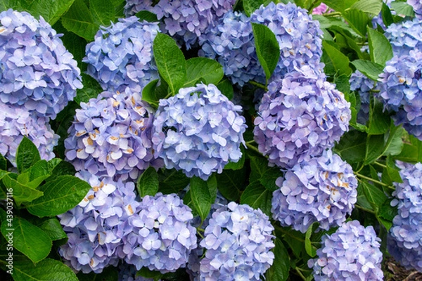 Obraz 梅雨に咲くアジサイ