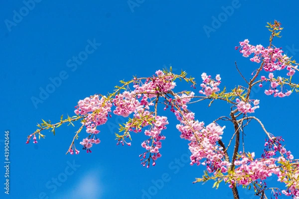 Fototapeta 青空に映えるピンクの桜
