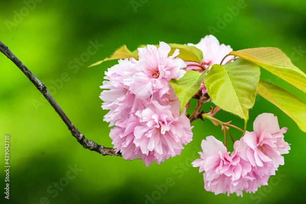 Fototapeta 緑の背景に映えるピンクの桜