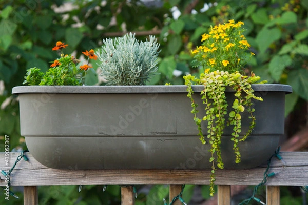 Fototapeta Weathered Garden Box with Flowers and Trailing Plants