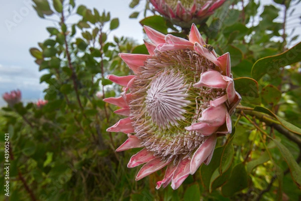 Fototapeta Protea Blossom Macro in Hawaiian Garden
