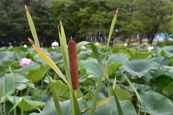 Obraz 연못에 핀 부들, cattails in the pond