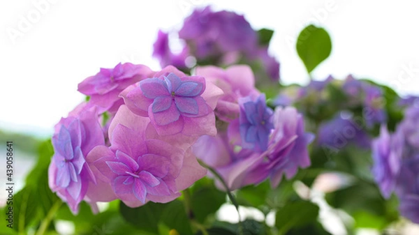 Obraz アジサイ（てまりてまり）