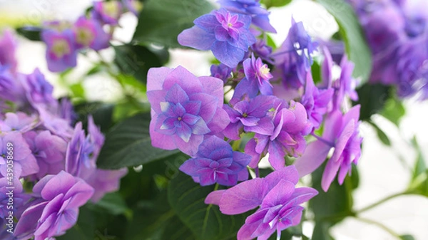 Fototapeta アジサイ（てまりてまり）